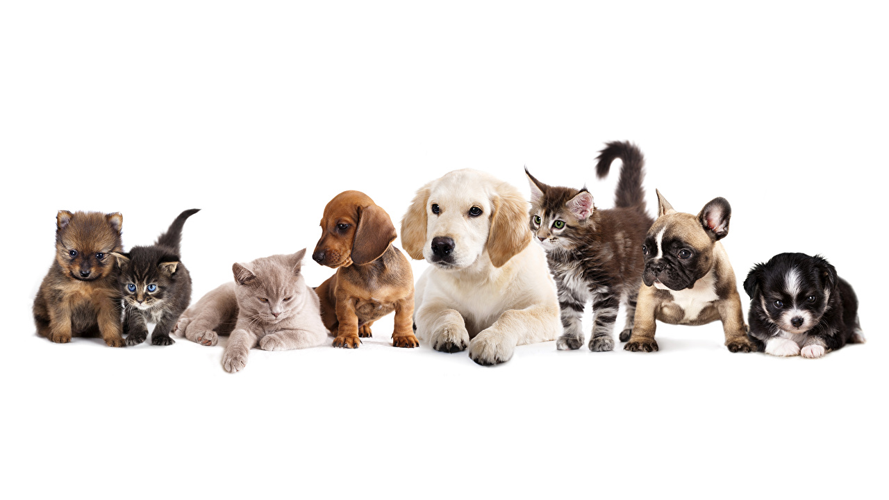 CLINICA REPRODUCTIVA EN CANINOS Y FELINOS