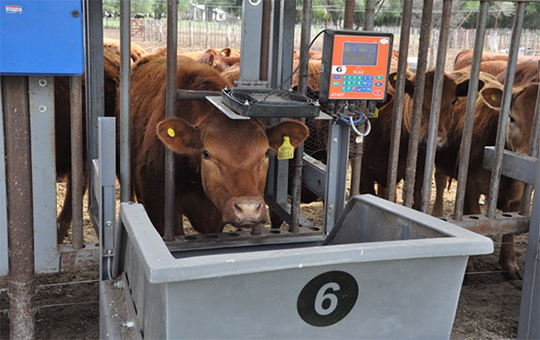 GANADERÍA DE PRECISIÓN Y SOSTENIBILIDAD: EXPERIENCIA EUROPEA EN TECNOLOGÍAS PARA LA EFICIENCIA PRODUCTIVA Y EL BIENESTAR ANIMAL