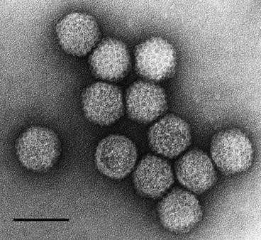 DEFENSA DE TESIS DOCTORAL DEL LICENCIADO SANTIAGO COLINA