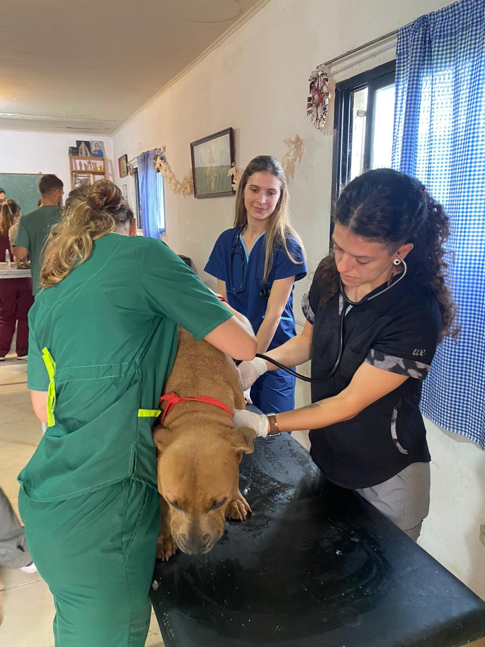 ATENCIÓN PRIMARIA A MASCOTAS DEL BARRIO EL MOLINO DE ENSENADA