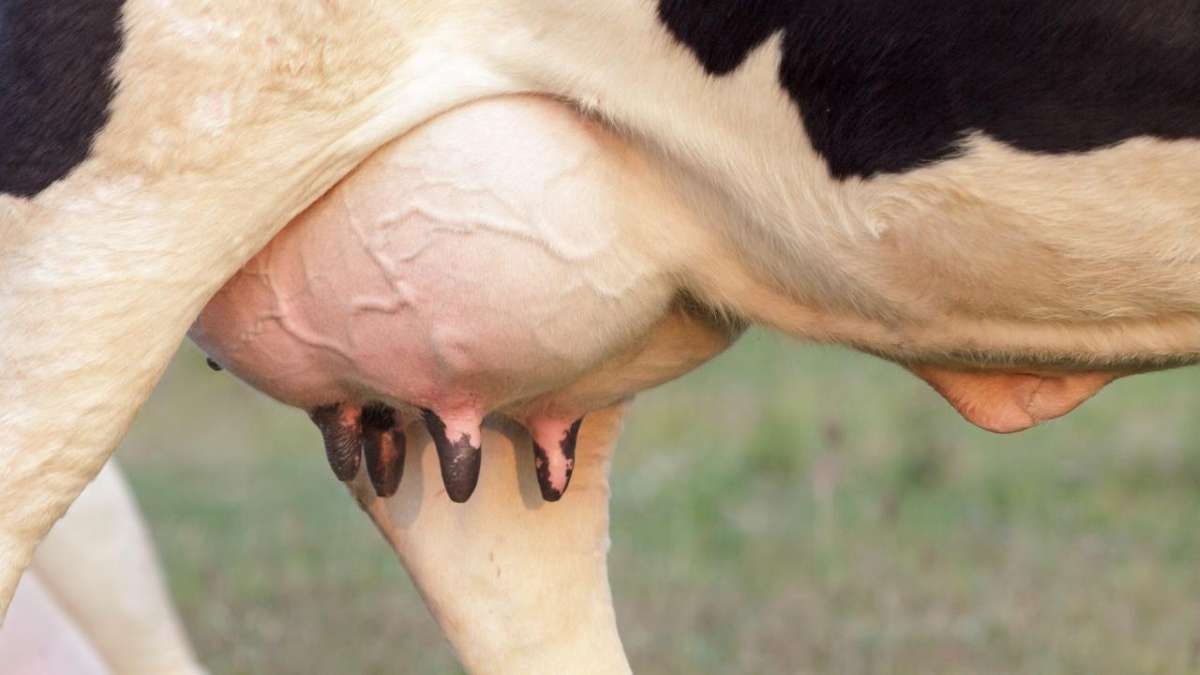 DEFENSA DE TESIS DOCTORAL DEL MÉDICO VETERINARIO ZOOTECNISTA CHRISTIAN ALBUJA