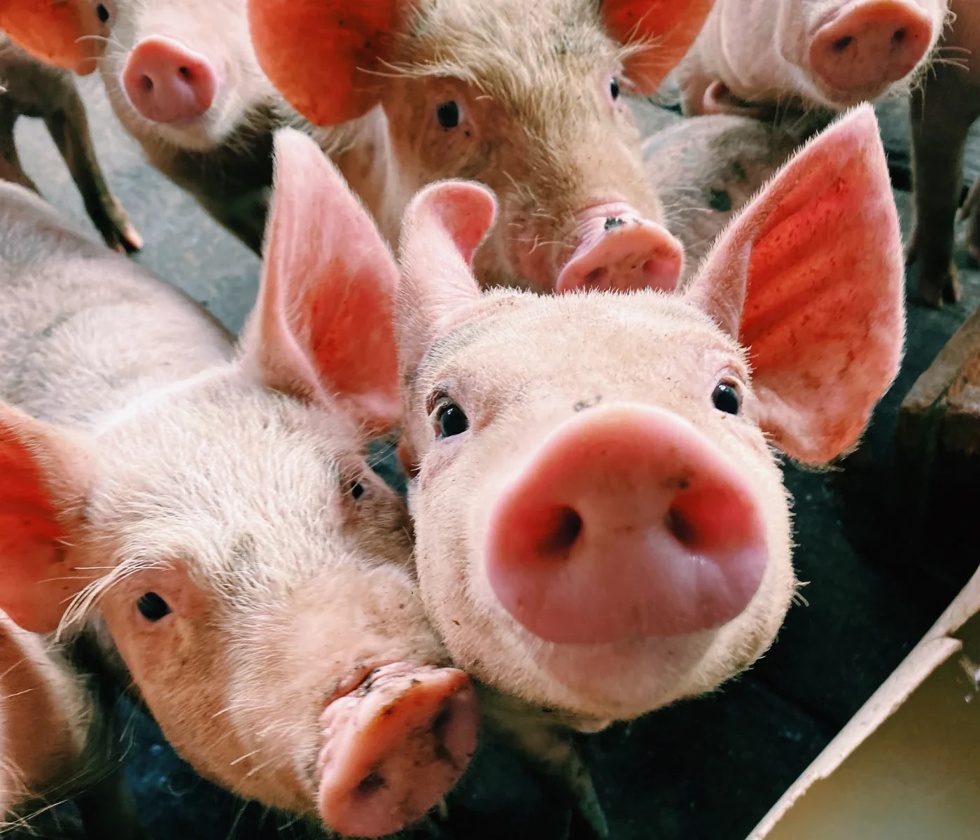 INVESTIGADORES DE LA FACULTAD REALIZARON UN ESTUDIO QUE PERMITE MITIGAR LA RESISTENCIA ANTIMICROBIANA EN LA PRODUCCIÓN PORCINA A TRAVÉS DEL USO DE PROBIÓTICOS