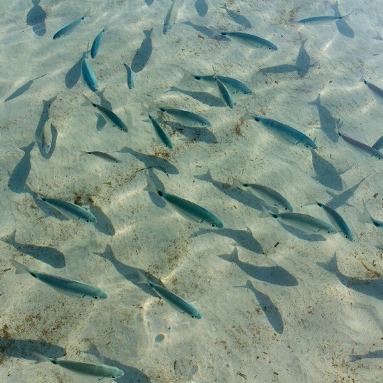 PRÁCTICAS EXPERIMENTALES CON PECES NATIVOS: MANEJO, ANESTESIA E INSPECCIÓN PARASITOLÓGICA EN EL LABORATORIO DE ANIMALES DE EXPERIMENTACIÓN