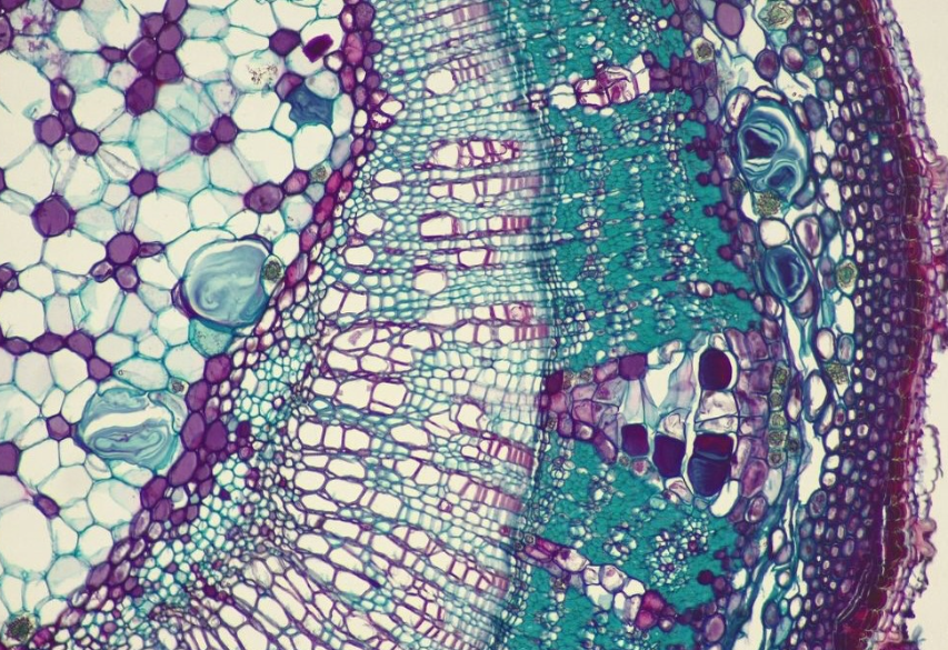 SUMÁ TU VOTO PARA QUE LA FACU GANE UN MICROSCOPIO ESTEREOSCÓPICO
