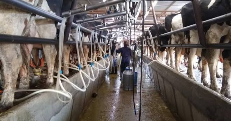 SISTEMA INTENSIVO DE PRODUCCION DE LECHE EN EL TAMBO LA VICTORIA