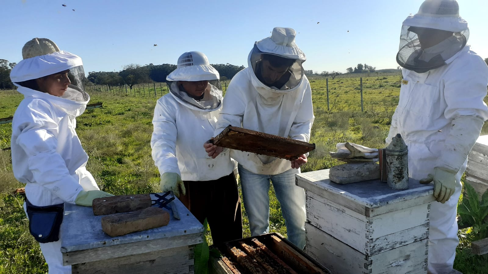 CARACTERIZACIÓN DEL IMPACTO SANITARIO DE LA TRANSHUMANCIA SOBRE LAS COLONIAS DE ABEJAS MELÍFERAS EN BERISSO