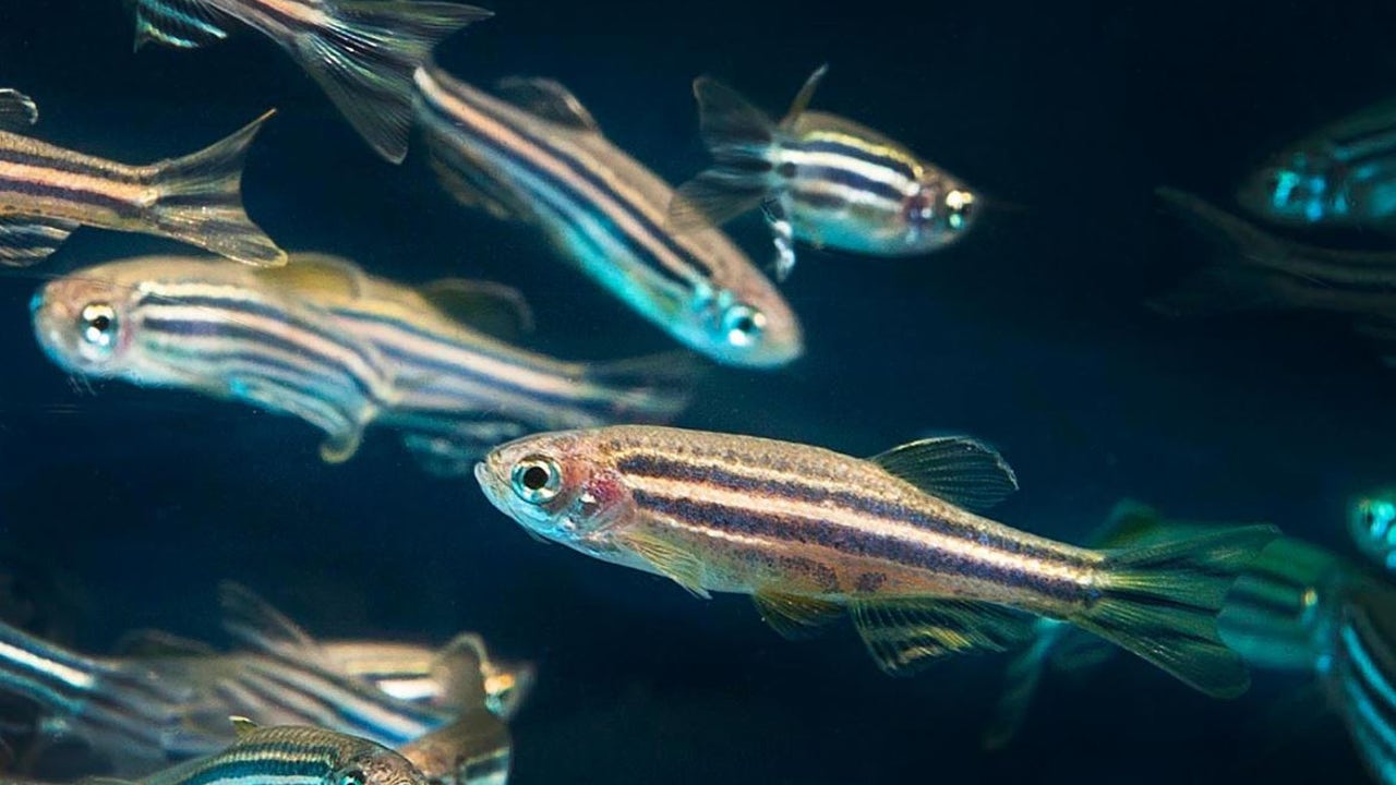 CURSO AVANZADO EN TOXICOLOGÍA EXPERIMENTAL Y USO DE ANIMALES ACUÁTICOS COMO MODELOS EXPERIMENTALES